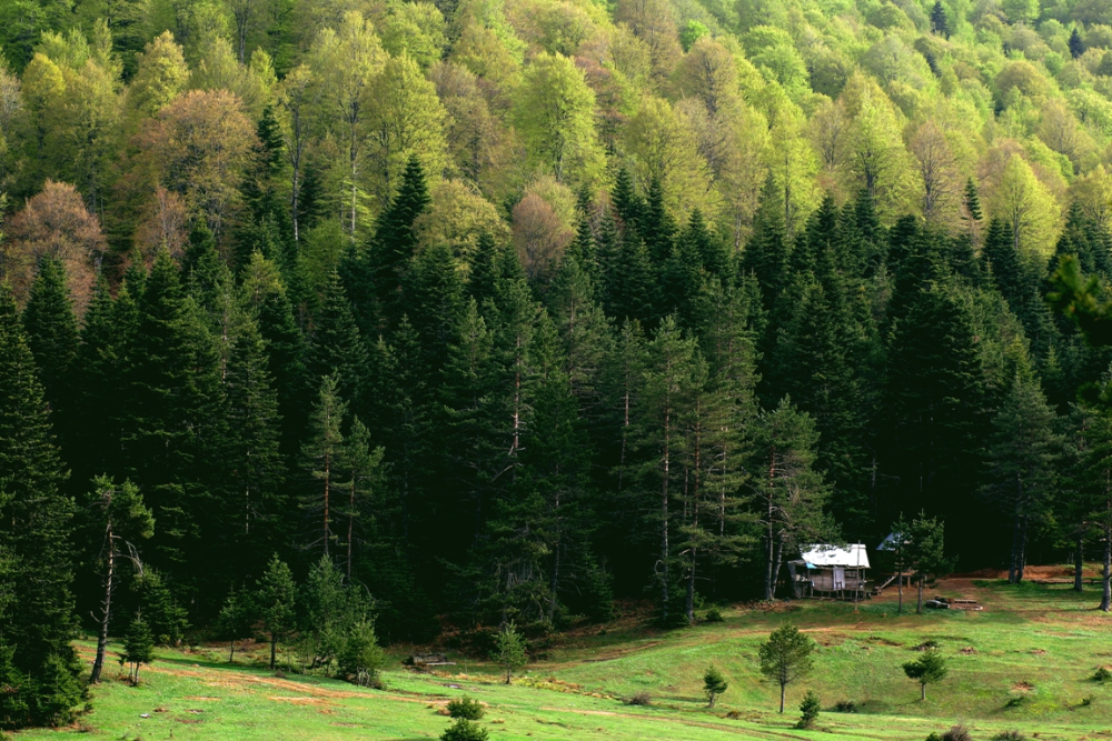 İnönü Yaylasi-kocaeli̇ - Fotoğraf 3